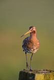 Image. Black-tailed Godwit