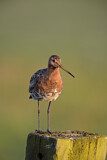 Image. Black-tailed Godwit
