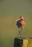 Image. Black-tailed Godwit
