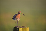 Image. Black-tailed Godwit