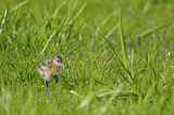 Image. Black-tailed Godwit
