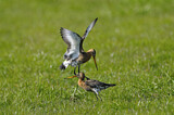 Image. Black-tailed Godwit