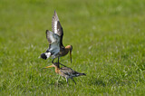 Image. Black-tailed Godwit