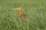 Image. Black-tailed Godwit