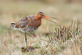 Image. Black-tailed Godwit