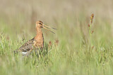 Image. Black-tailed Godwit