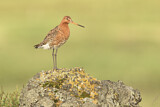 Image. Black-tailed Godwit