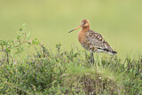 Image. Black-tailed Godwit
