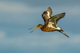 Image. Black-tailed Godwit