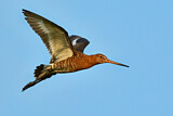 Image. Black-tailed Godwit