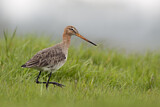 Image. Black-tailed Godwit