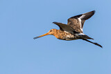 Image. Black-tailed Godwit