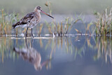 Image. Black-tailed Godwit