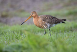 Image. Black-tailed Godwit