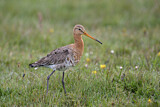 Image. Black-tailed Godwit