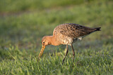 Image. Black-tailed Godwit