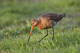 Image. Black-tailed Godwit