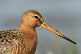 Image. Black-tailed Godwit