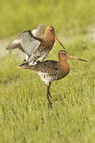 Image. Black-tailed Godwit