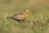 Image. Black-tailed Godwit