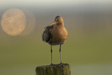 Image. Black-tailed Godwit