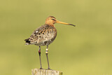 Image. Black-tailed Godwit