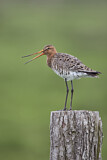 Image. Black-tailed Godwit