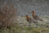 Image. Black-tailed Godwit