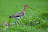 Image. Black-tailed Godwit