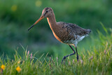 Image. Black-tailed Godwit