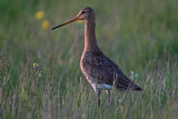 Image. Black-tailed Godwit