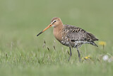 Image. Black-tailed Godwit