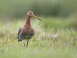Image. Black-tailed Godwit