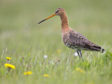 Image. Black-tailed Godwit
