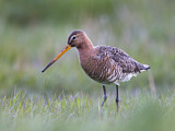 Image. Black-tailed Godwit