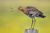 Image. Black-tailed Godwit