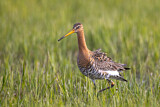 Image. Black-tailed Godwit