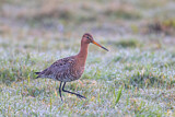Image. Black-tailed Godwit