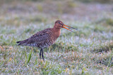 Image. Black-tailed Godwit