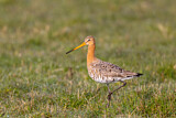 Image. Black-tailed Godwit