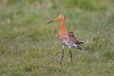 Image. Black-tailed Godwit