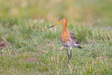 Image. Black-tailed Godwit