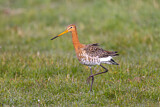 Image. Black-tailed Godwit