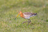 Image. Black-tailed Godwit