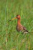 Image. Black-tailed Godwit