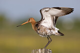Image. Black-tailed Godwit