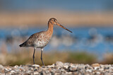 Image. Black-tailed Godwit