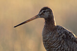 Image. Black-tailed Godwit