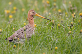 Image. Black-tailed Godwit