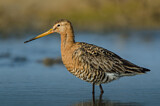 Image. Black-tailed Godwit